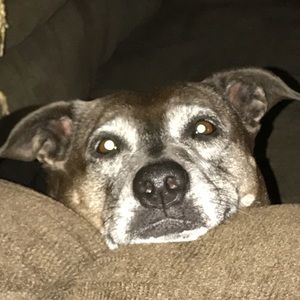 Meet your Posher, Brad